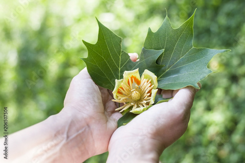 In the hands of a flower and leaves of tulip tree