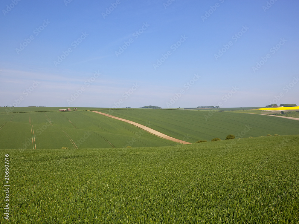 Burdale wheat crops
