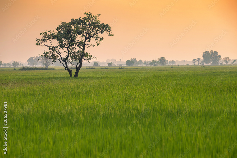 Tree in the green cornfield with sunset sky background Thailand. Tree in the green cornfield with sunset sky background Thailand.