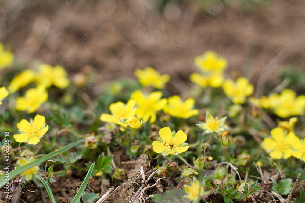 selective focus on a small yellow flowers in a field in springtime selective focus on a small yellow flowers in a field in springtime