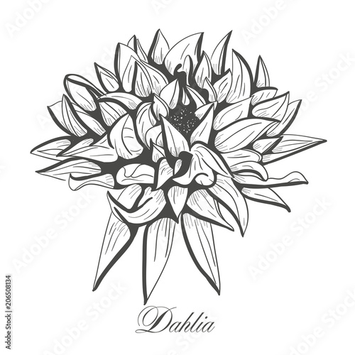 Fototapeta Naklejka Na Ścianę i Meble -  Hand drawn Dahlia, flower floral engraving vector illustration. Black flower on white background.