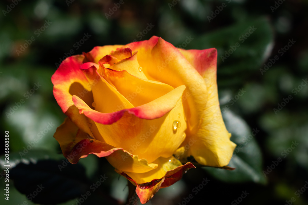 yellow rose close up yellow rose close up