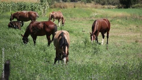 Wallpaper Mural Horses Grazing Eating in a Field Torontodigital.ca