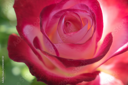 beautiful rose close up