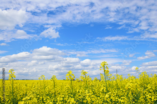 Beautiful landscape of the rapeseed field in blue and yellow shades