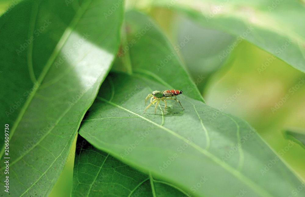 Jumping Spider on the green leaf Jumping Spider on the green leaf