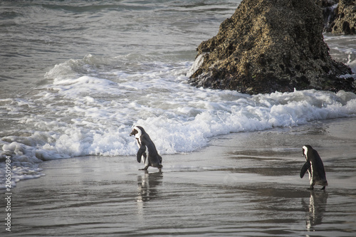 Cute African Penguin couple walking towards the water at sunrise on Boulders Beach  Cape Town  South Africa.