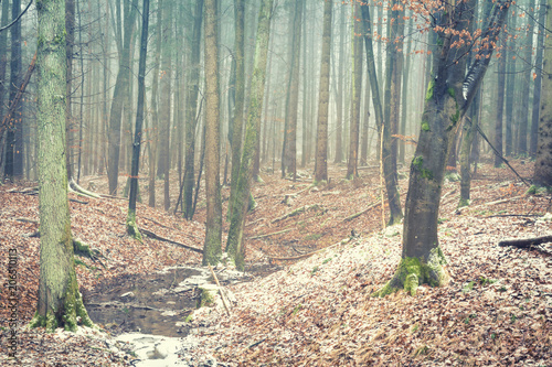 Wald im Winternebel photo