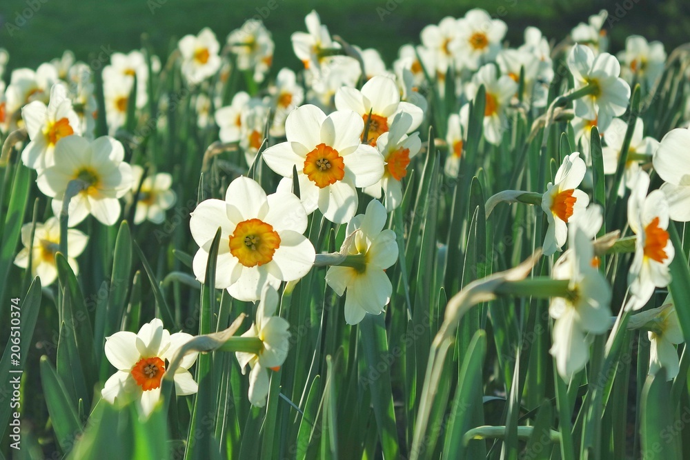 narcissus in summer