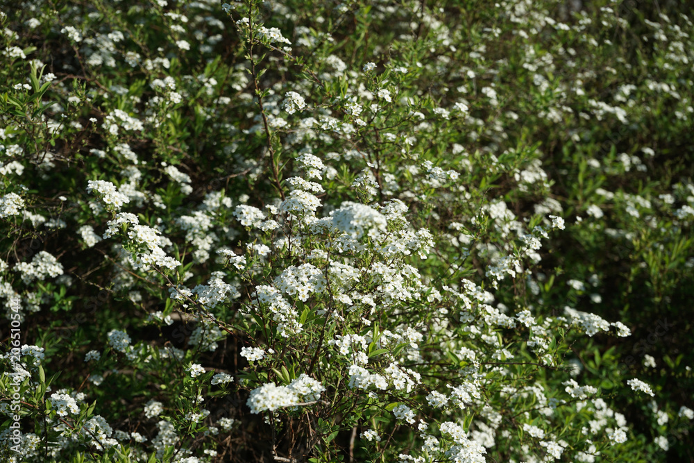 White flowers of blooming decorative bush. White flowers of blooming decorative bush.