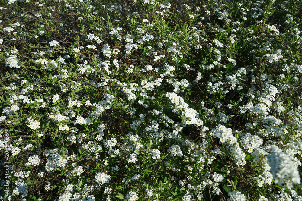 White flowers of blooming decorative bush. White flowers of blooming decorative bush.