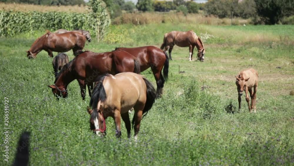 Horses Grazing Eating in a Field Horses Grazing Eating in a Field