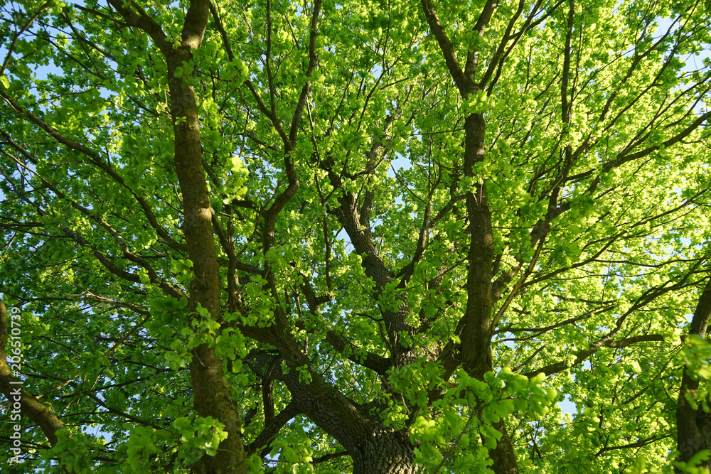 View of oak crone with green leaves. View of oak crone with green leaves.
