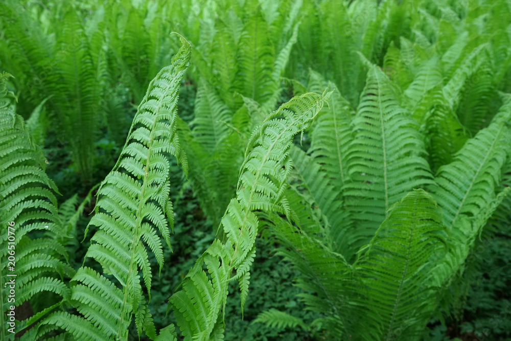 Nephrolepis exaltata (The Sword Fern). Nephrolepis exaltata (The Sword Fern).
