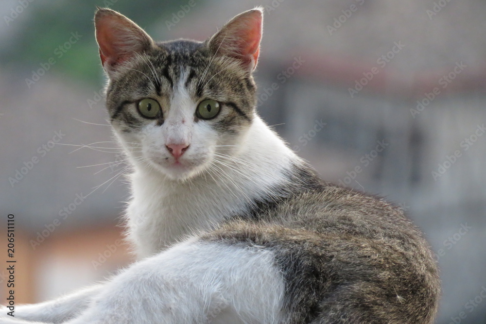  A cat in Safranbolu