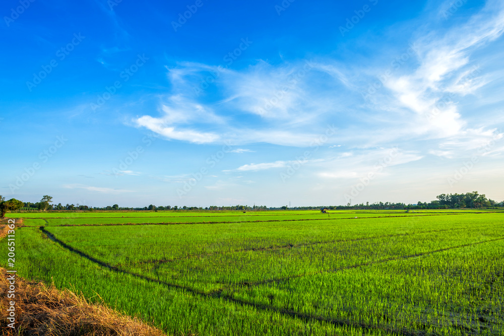 Beautiful green cornfield with sunset sky background.