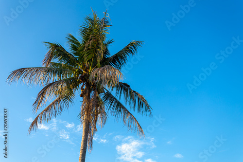 Coconut tree with beautiful blue sky background.