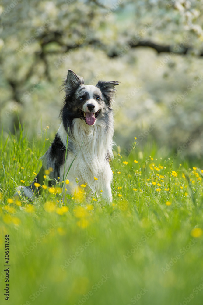 Border Collie im Kirschgarten