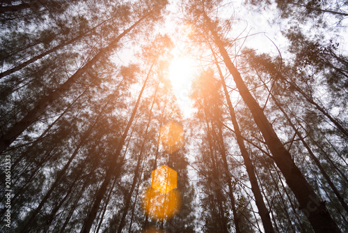 Fotografija Pine woods with sun light flare