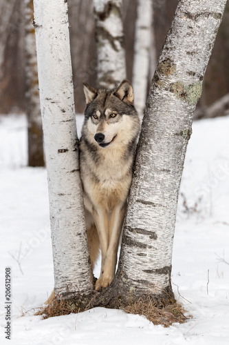 Grey Wolf (Canis lupus) Looks Out and Left Between Birch Trees