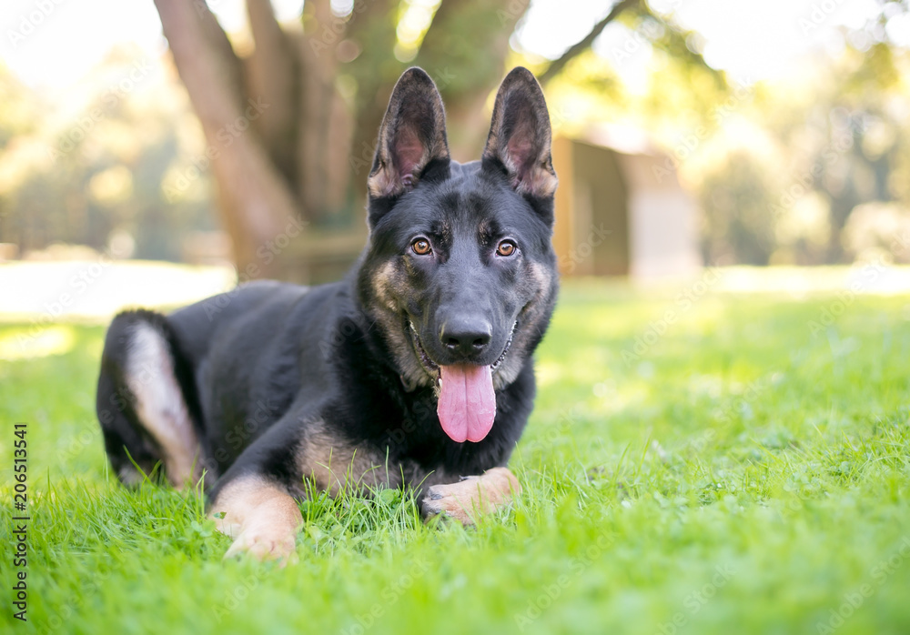 A purebred black and tan German Shepherd dog relaxing in the grass