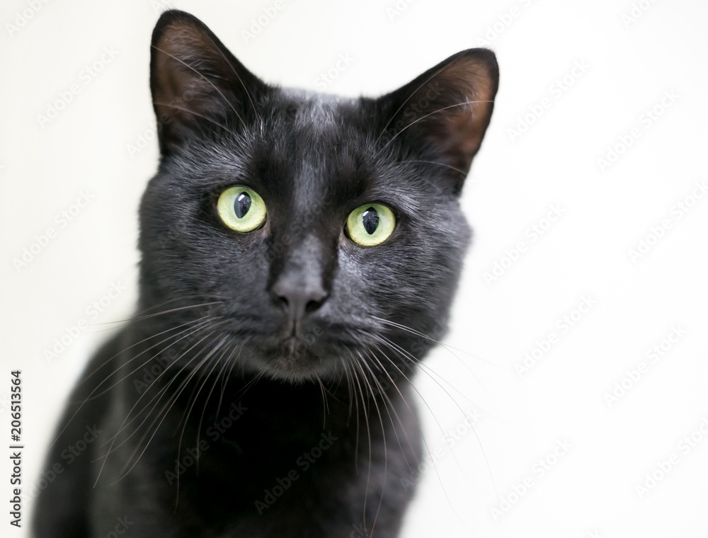 A black domestic shorthair cat with green eyes