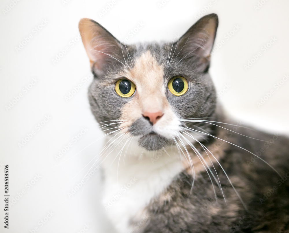 A dilute calico domestic shorthair cat with wide eyes and dilated pupils