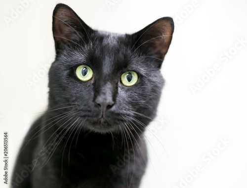 A black domestic shorthair cat with green eyes © Mary Swift