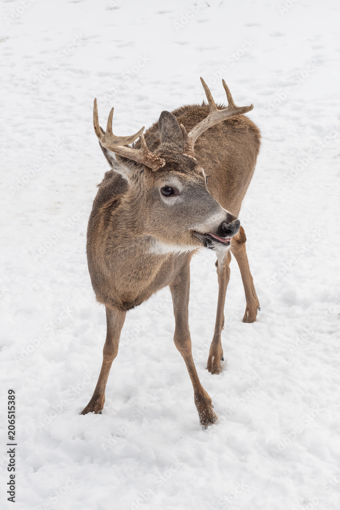White-Tailed Deer (Odocoileus virginianus) Turns Right White-Tailed Deer (Odocoileus virginianus) Turns Right