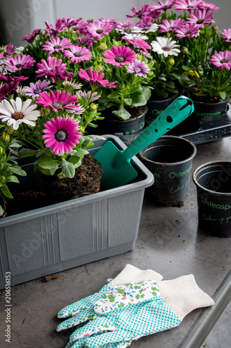 Gardening. Pots with flowers to decorate the balcony
