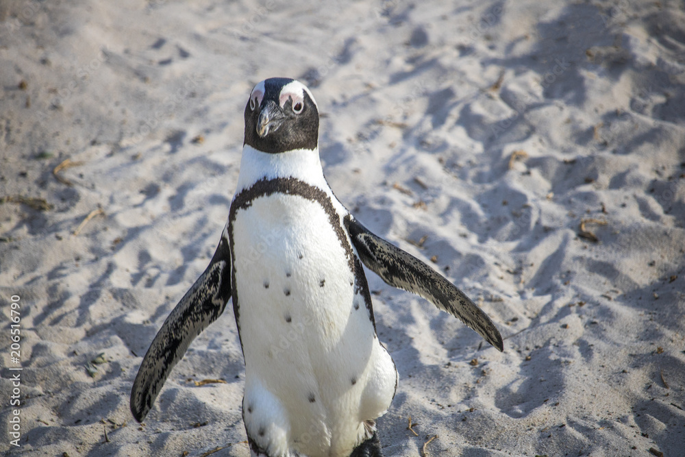 Obraz premium Cute African Penguin running at sunrise on Boulders Beach, Cape Town, South Africa.
