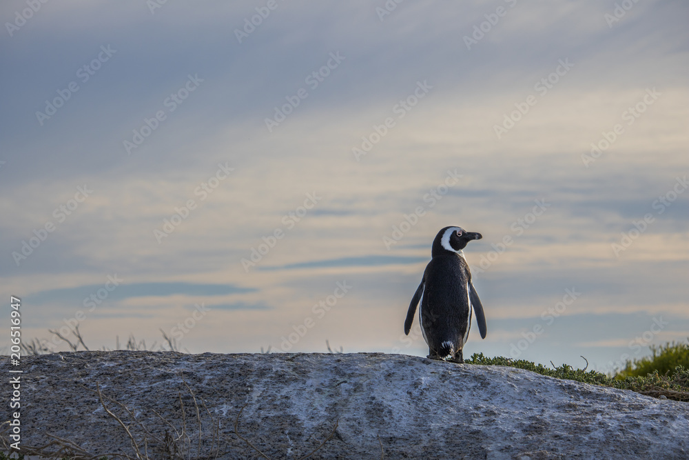 Obraz premium Cute African Penguin overlooking the view at sunrise on Boulders Beach, Cape Town, South Africa.