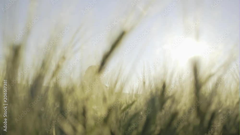 The young farmer on the wheat field in the morning thanks God to heaven for a good harvest - slow motion The young farmer on the wheat field in the morning thanks God to heaven for a good harvest - slow motion