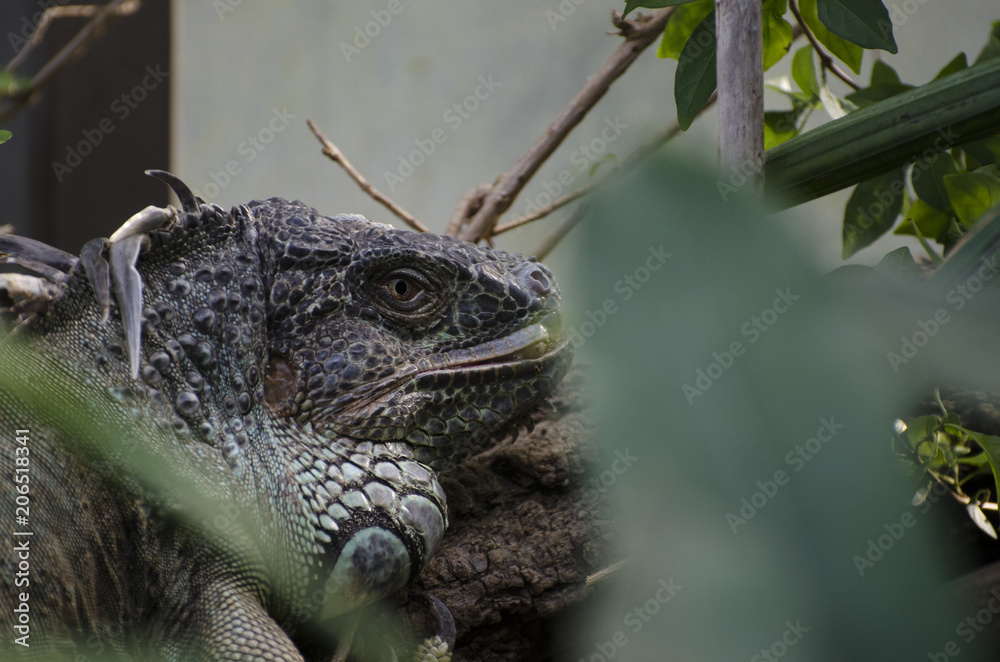 Fototapeta premium Zoo