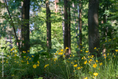 yellow flowers in summer forest