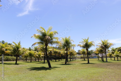 Palm in the grass