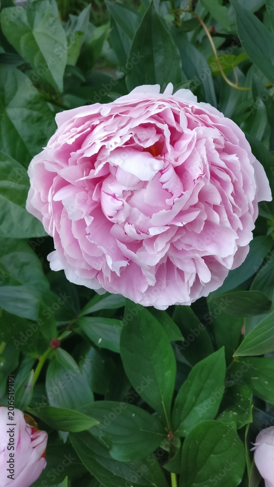 Rosa Rosenblüte 