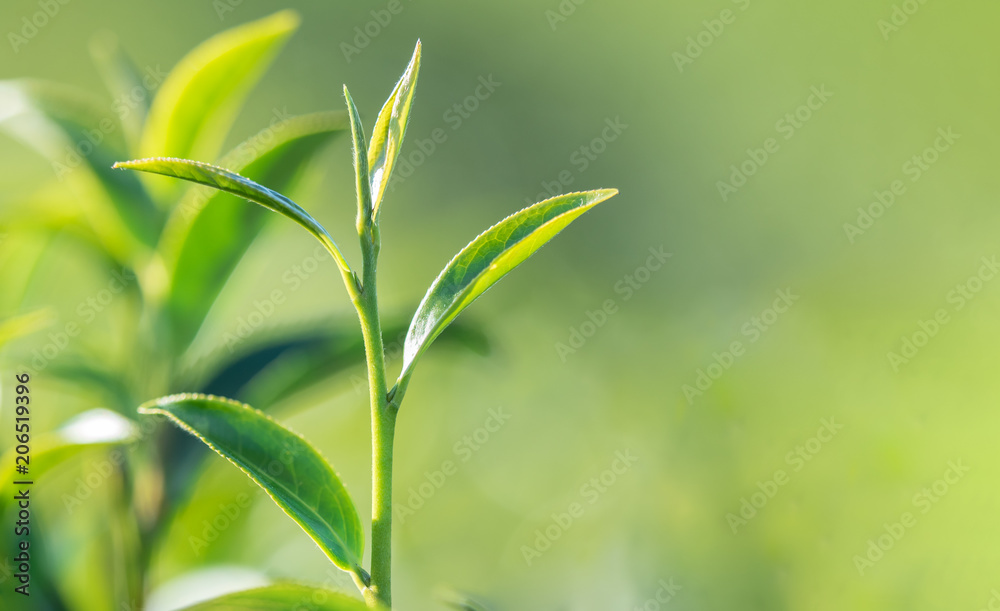 beautiful fresh tea leaves in nature farm,