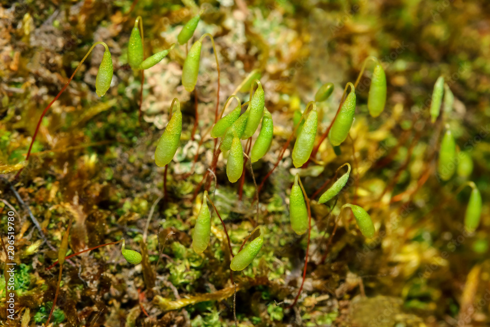 Fototapeta premium Schwanenhals-Sternmoss, Mnium hornum
