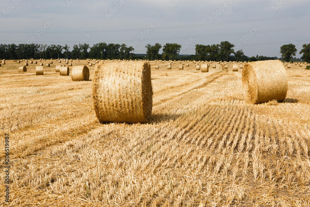 Fototapeta premium Harvested field with straw bales in summer