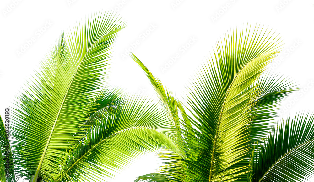 green cocount leaf of palm tree isolated green cocount leaf of palm tree isolated
