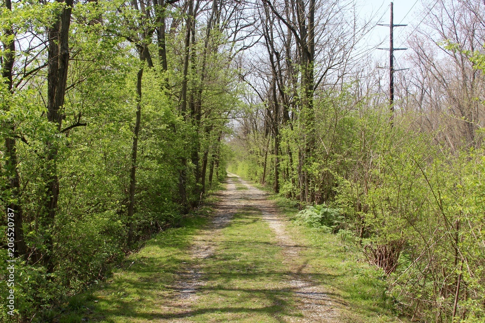 The grass and gravel road in the forest. The grass and gravel road in the forest.