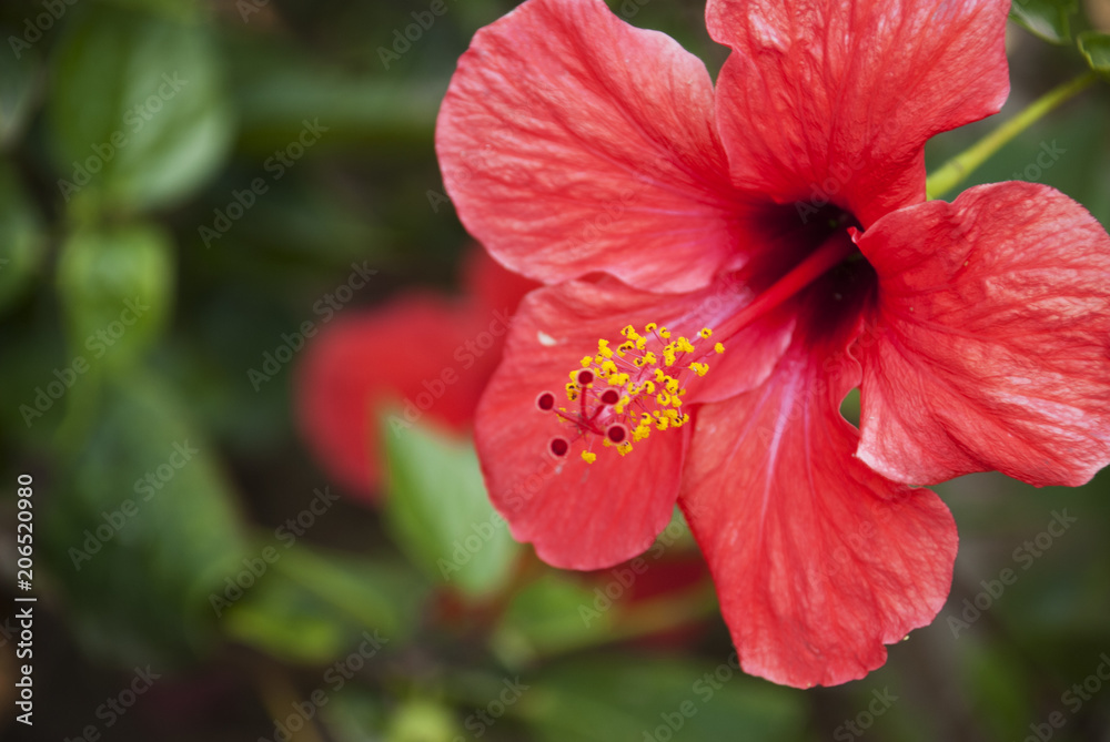 Red closeup hibiscus flower with green leaves. Tropical summer floral colorful background Red closeup hibiscus flower with green leaves. Tropical summer floral colorful background