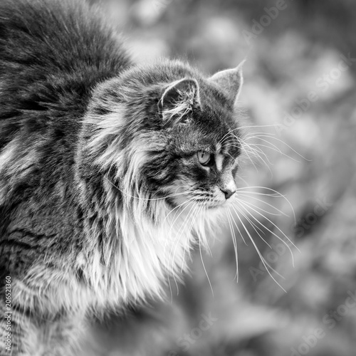 Portrait of Adorable Maine Coon Cat sitting on a stone pedestal, black and white photo