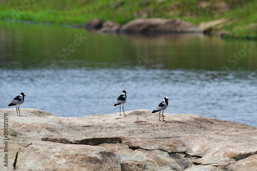 blacksmith lapwing birds,Kruger National park in South Africa photo