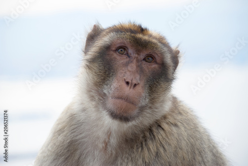 Portret of Gibraltar Magot monkey. Barbary macaque ape © mejorana777