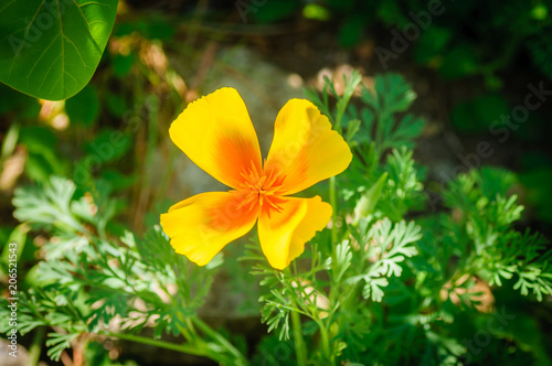 Orange California Poppy flower or Golden Poppy, Cup of Gold. Eschscholzia Californica. photo