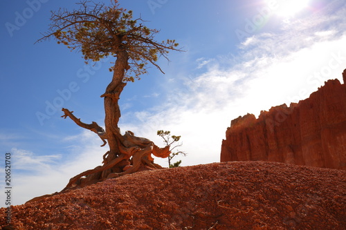 Bryce Canyon 66