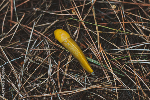 banana slug close animal wildlife floor ground yellow organic raw crawling crawler 