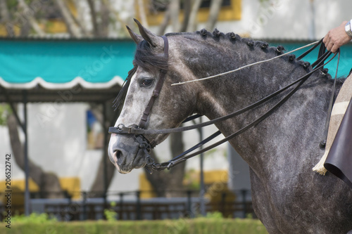 Caballo hispanoarabe en doma vaquera photo